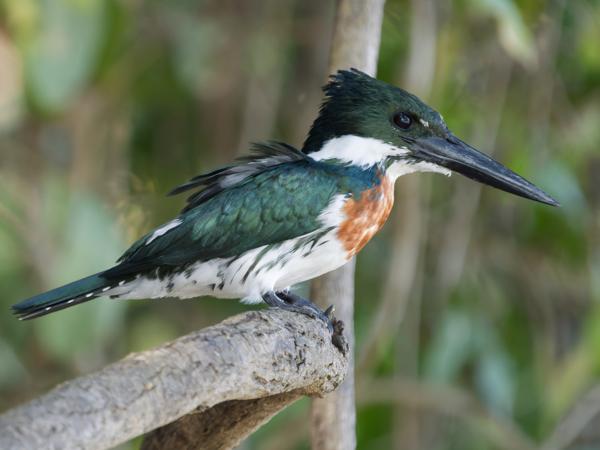 Amazoneijsvogel (Chloroceryle amazona)